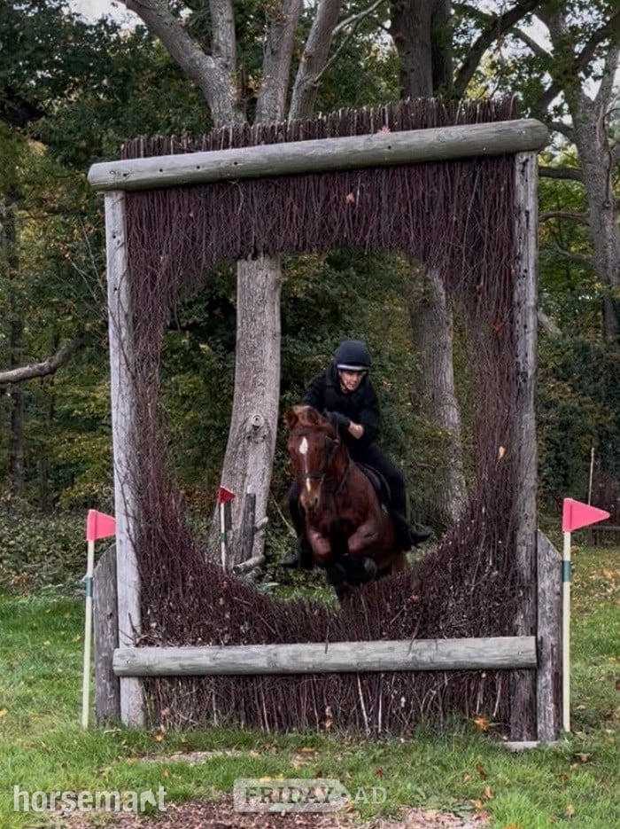 "Chiddock Timeline" Chestnut Gelding All Rounder