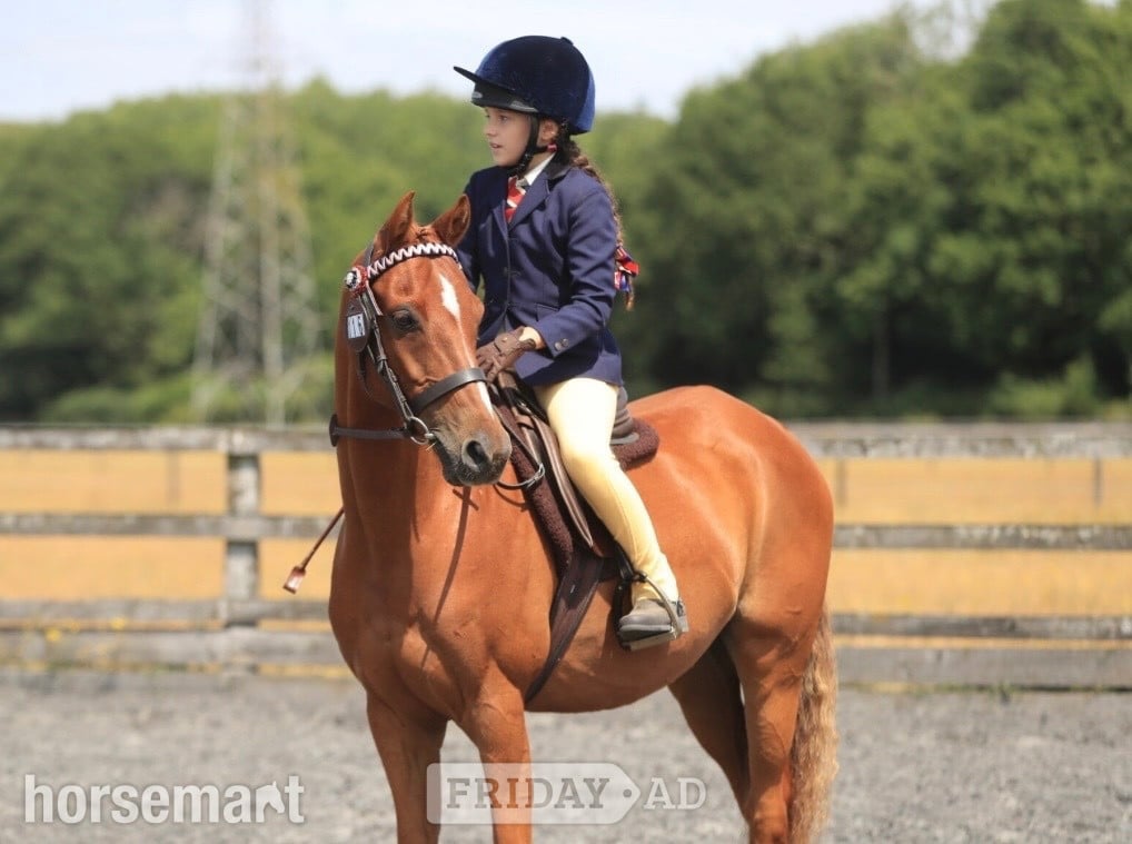 Swanley "Chiddock Timeline" Chestnut Gelding All Rounder