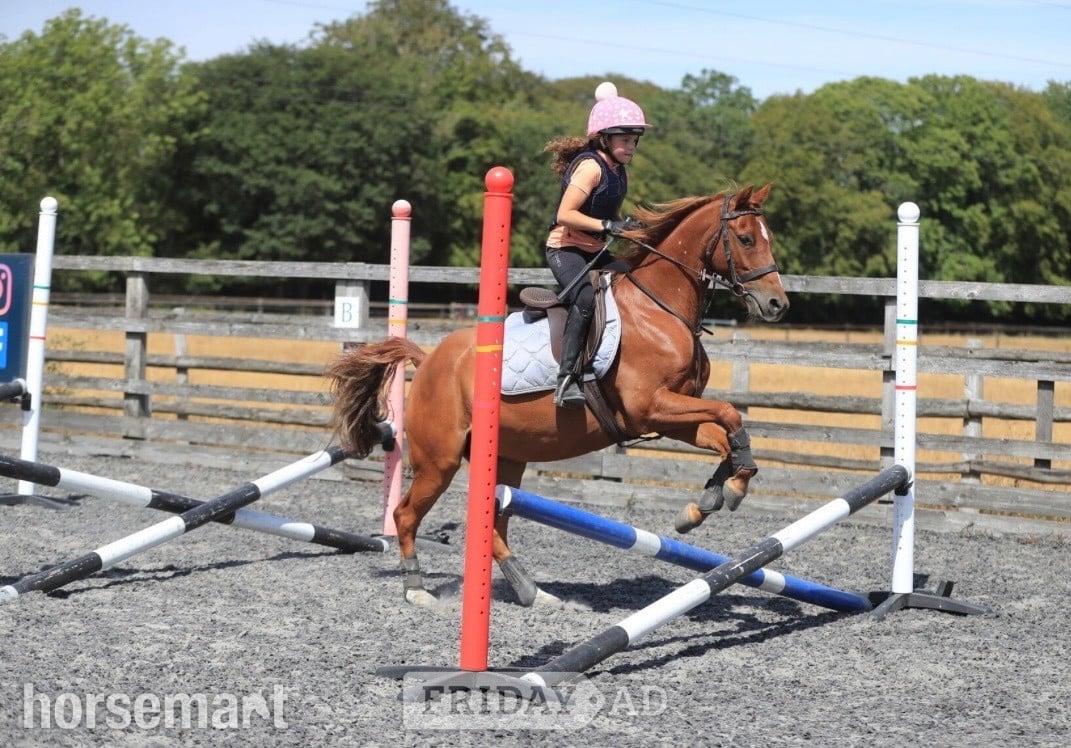 "Chiddock Timeline" Chestnut Gelding All Rounder - Horses in Swanley