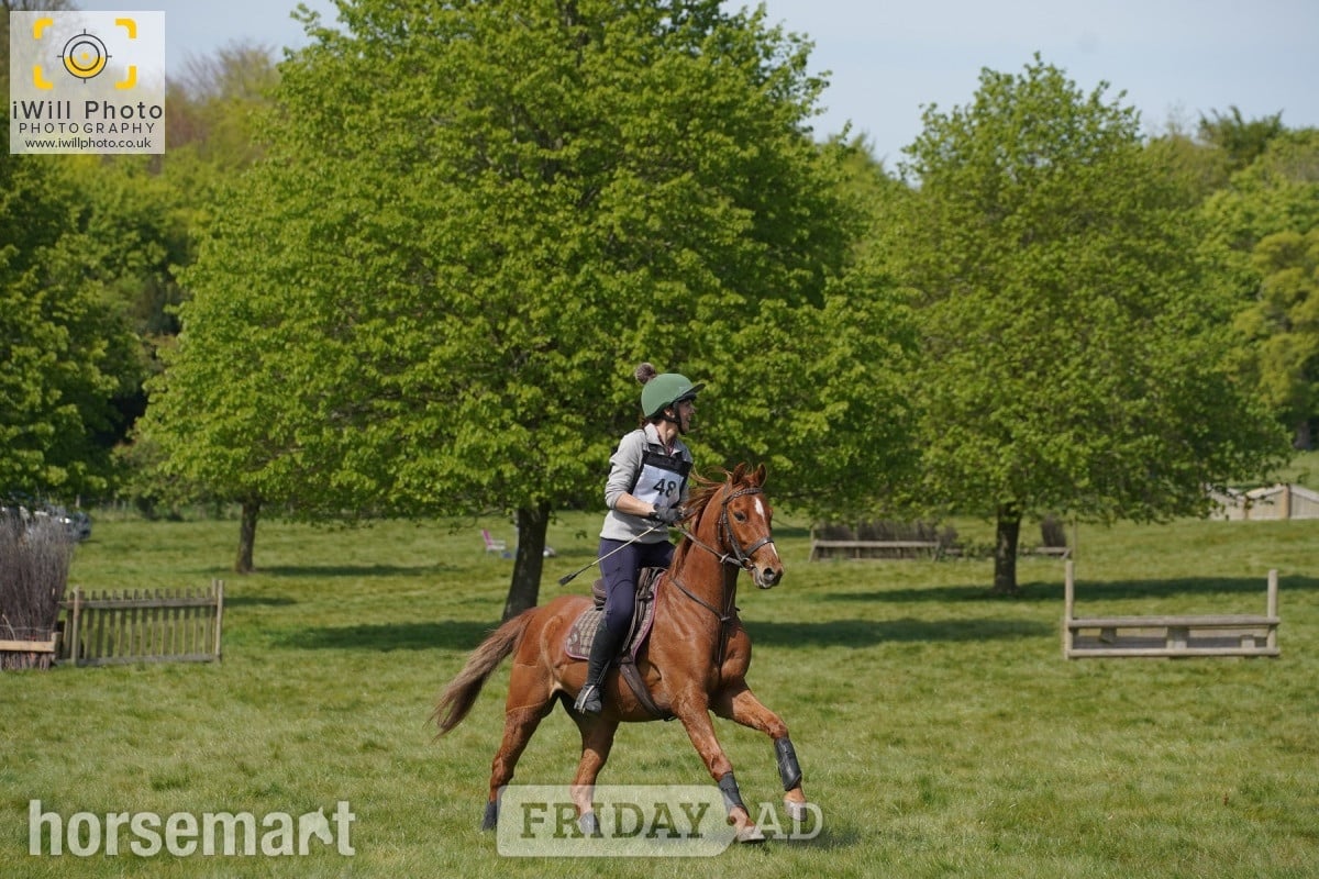 "Chiddock Timeline" Chestnut Gelding All Rounder - Horses