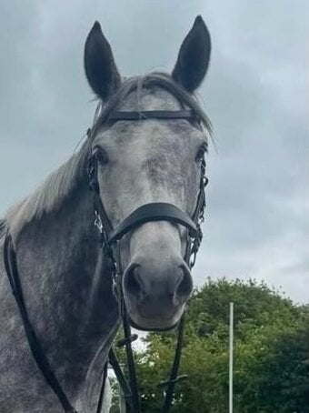 "Pam" Grey Mare All Rounder