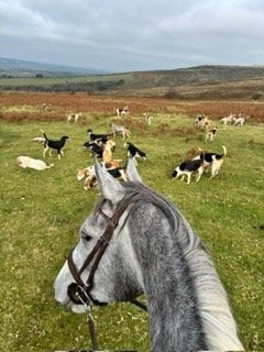 "Pam" Grey Mare All Rounder - Horses