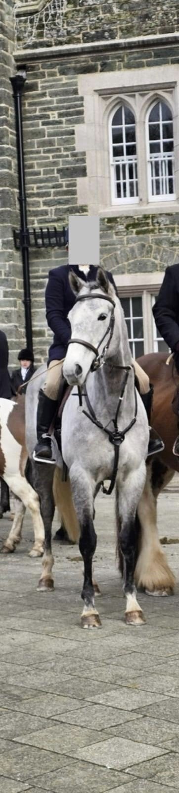 "Pam" Grey Mare All Rounder