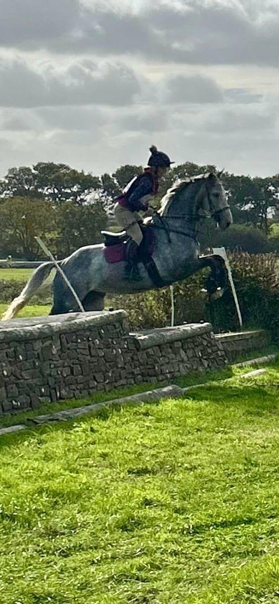 Walkhampton "Pam" Grey Mare All Rounder