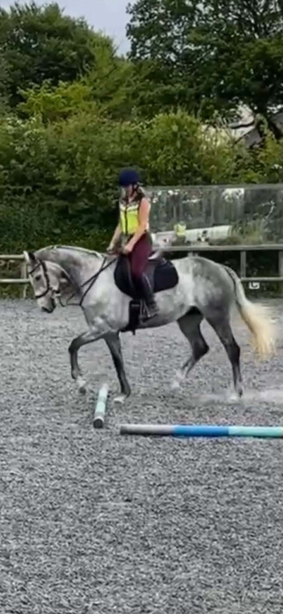 "Pam" Grey Mare All Rounder - Horses in Walkhampton