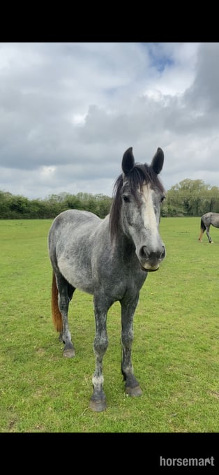 "Percheron x Connemara filly " Grey Filly Youngstock / Foal