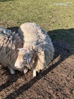 3 Romney Breeding Rams, Shearlings