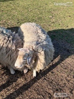 3 Romney Breeding Rams, Shearlings in Woodnesborough