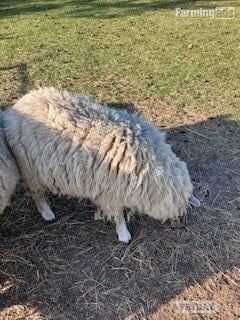 3 Romney Breeding Rams, Shearlings