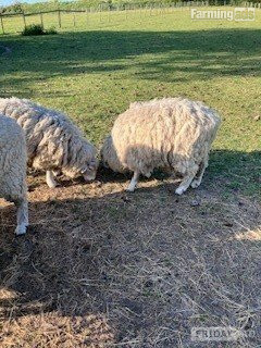 Woodnesborough 3 Romney Breeding Rams, Shearlings