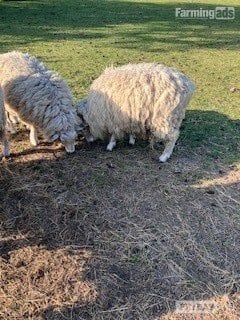 3 Romney Breeding Rams, Shearlings - Livestock in Woodnesborough