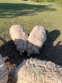 3 Romney Breeding Rams, Shearlings - Livestock