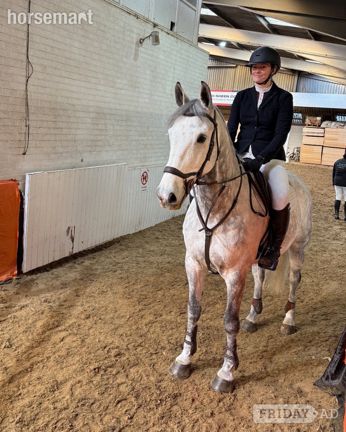 "River" Grey Gelding All Rounder - Horses in Bury St. Edmunds