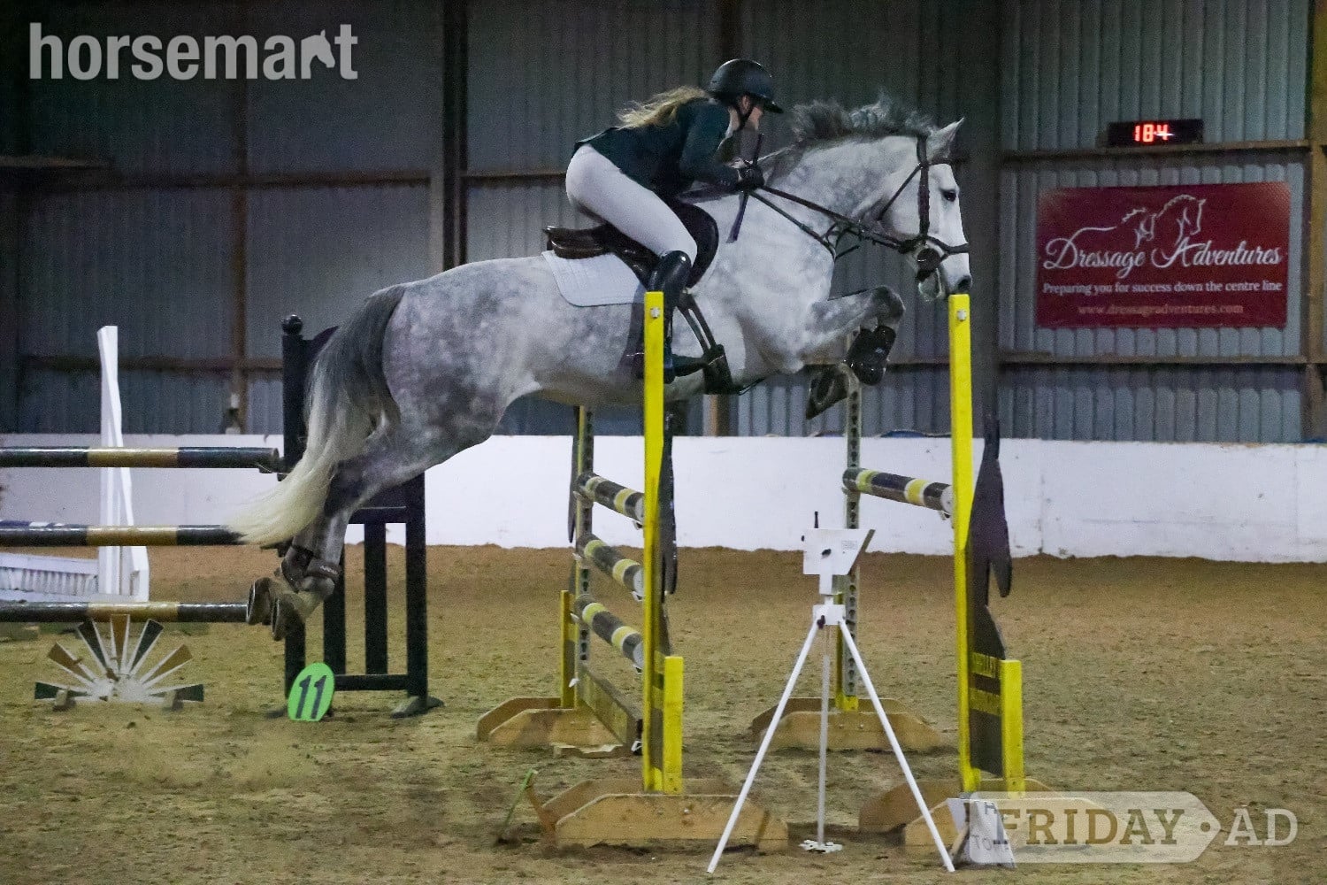 "River" Grey Gelding All Rounder in Bury St. Edmunds