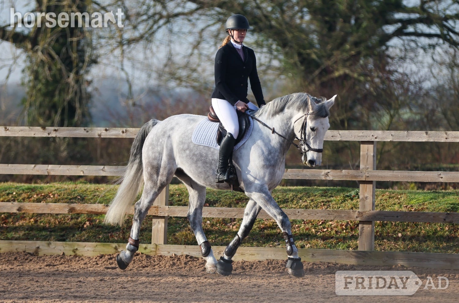 Bury St. Edmunds "River" Grey Gelding All Rounder