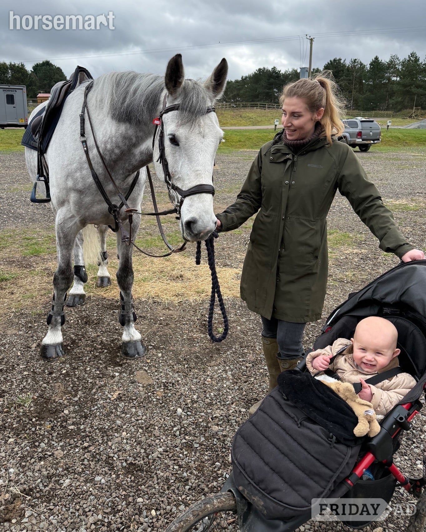 "River" Grey Gelding All Rounder - Horses