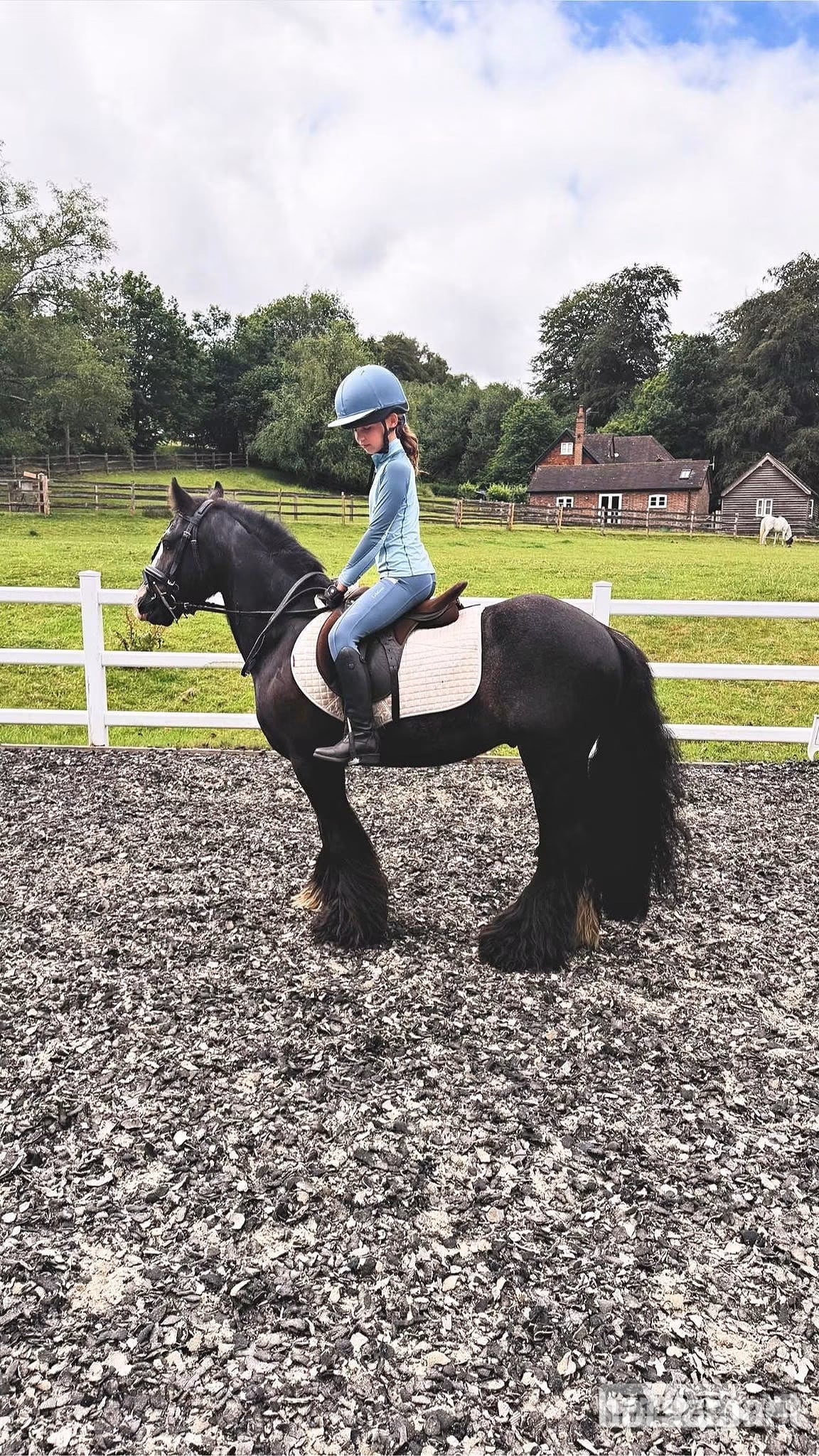 "Alf" Black Gelding Pony Club Pony in Sevenoaks