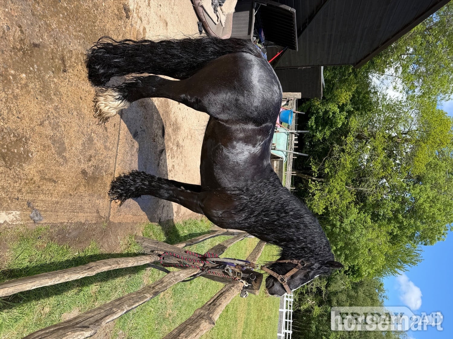 "Alf" Black Gelding Pony Club Pony