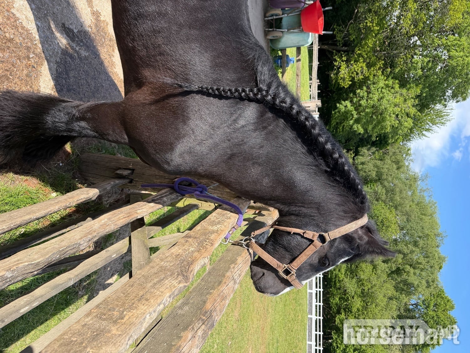 Sevenoaks "Alf" Black Gelding Pony Club Pony