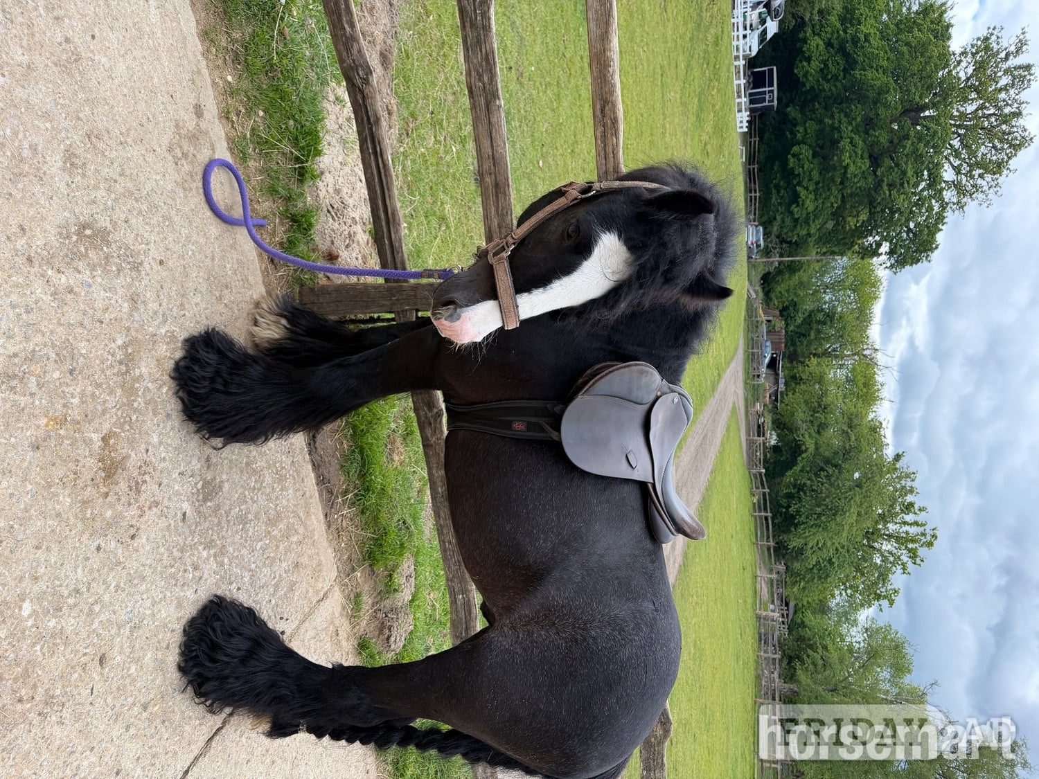 "Alf" Black Gelding Pony Club Pony - Horses in Sevenoaks
