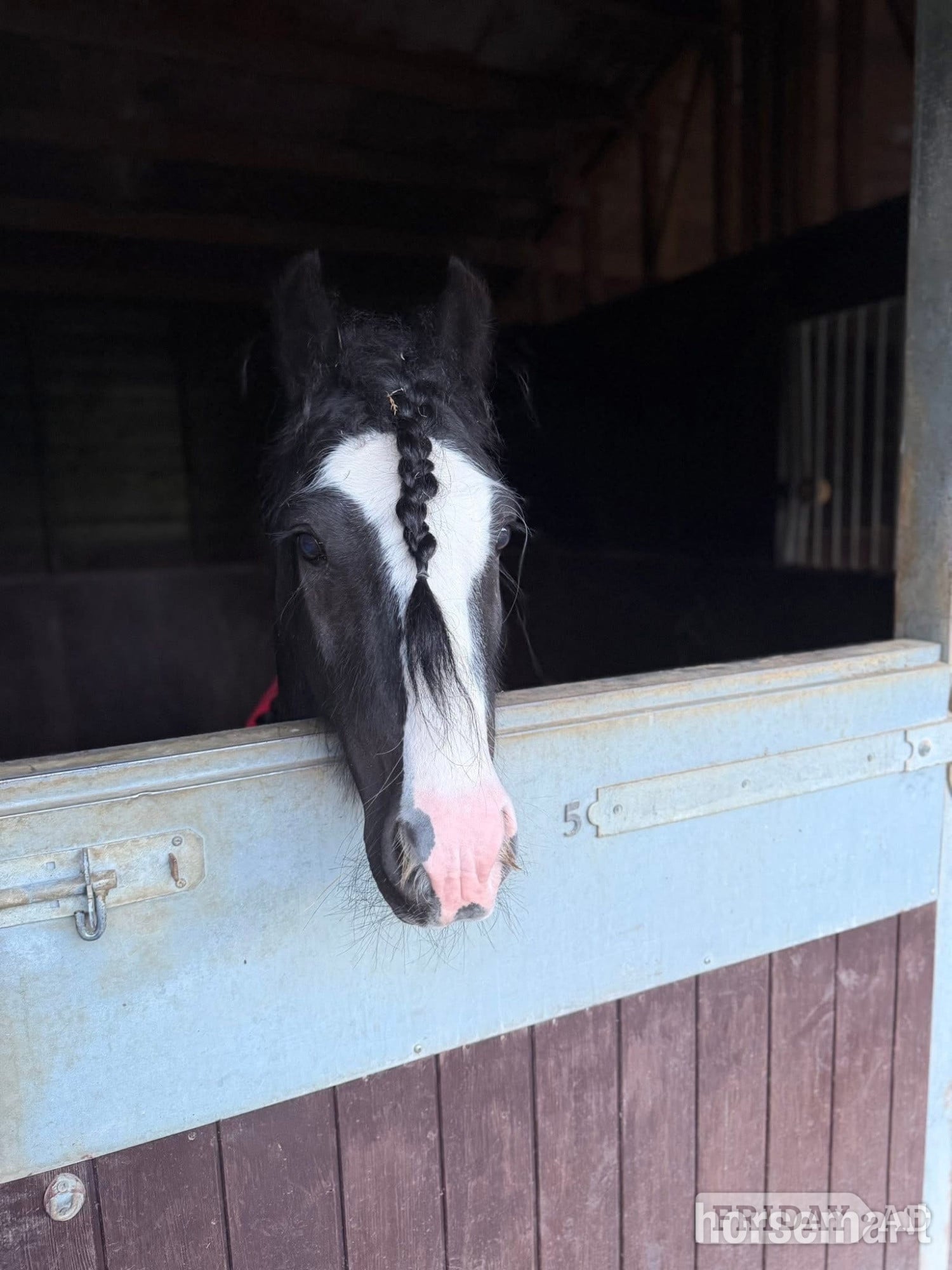 "Alf" Black Gelding Pony Club Pony - Horses