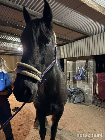 "Mystery Bliss" Black Mare All Rounder