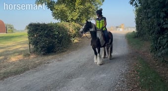 "Tommy " Piebald Gelding Pony Club Pony