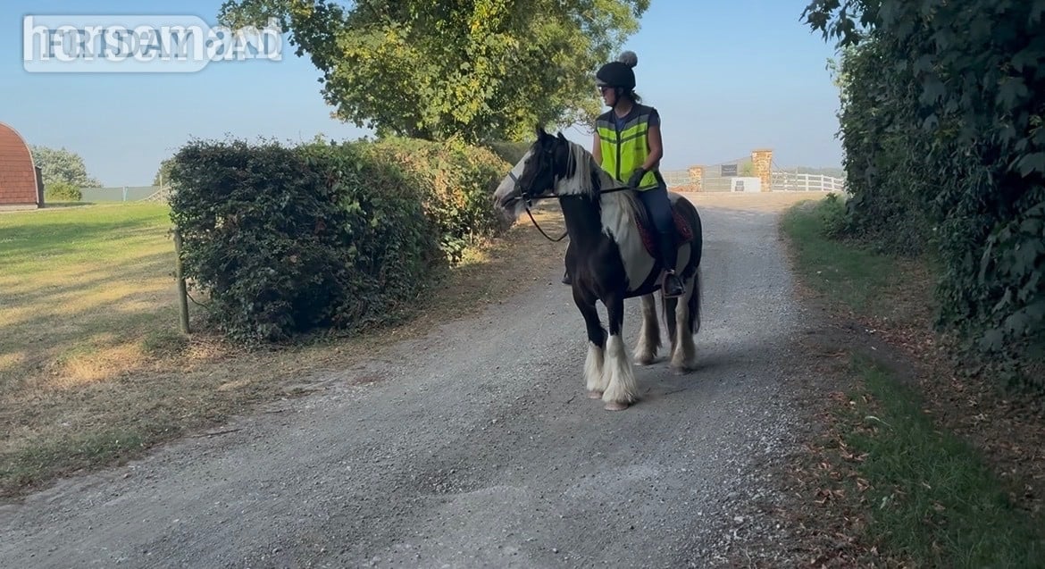 "Tommy " Piebald Gelding Pony Club Pony in Clay Cross