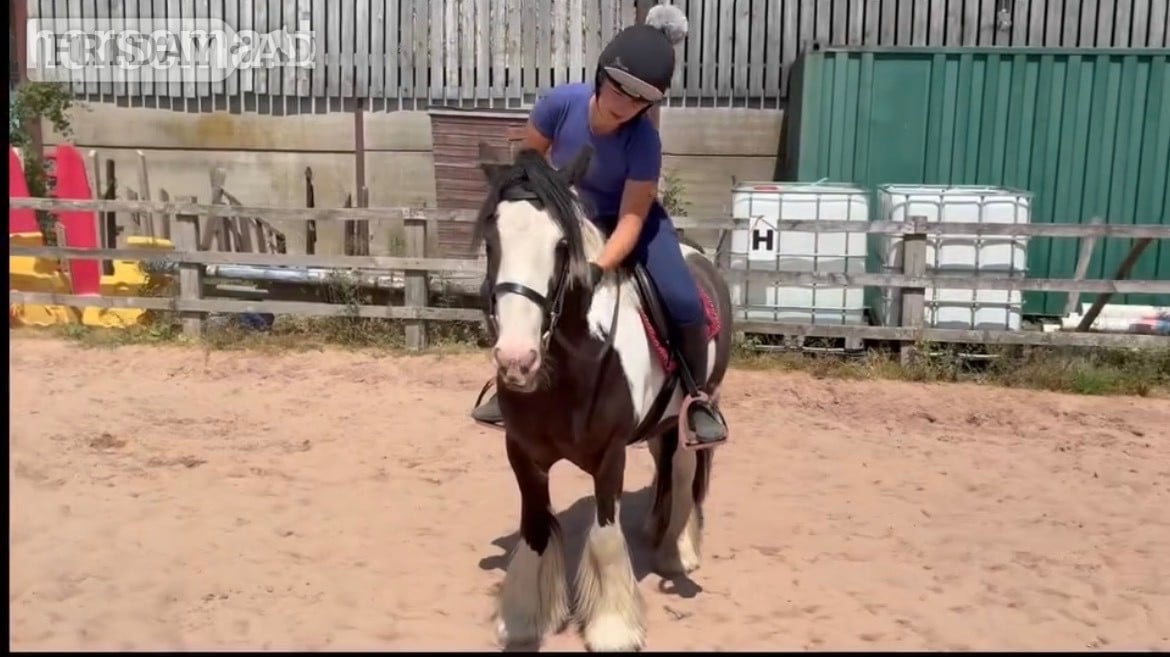 "Tommy " Piebald Gelding Pony Club Pony