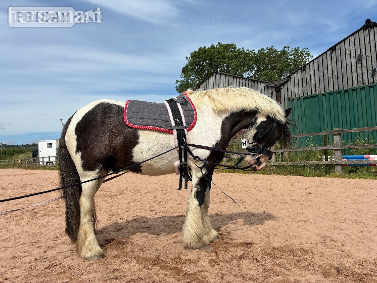 Clay Cross "Tommy " Piebald Gelding Pony Club Pony