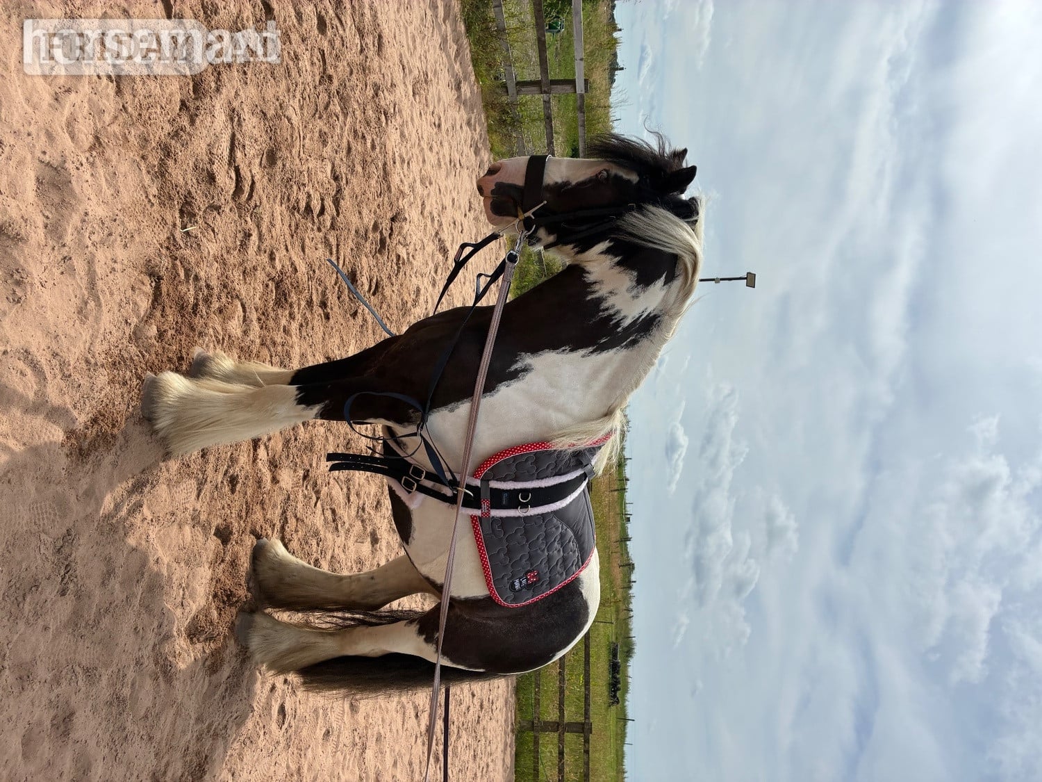 "Tommy " Piebald Gelding Pony Club Pony - Horses in Clay Cross