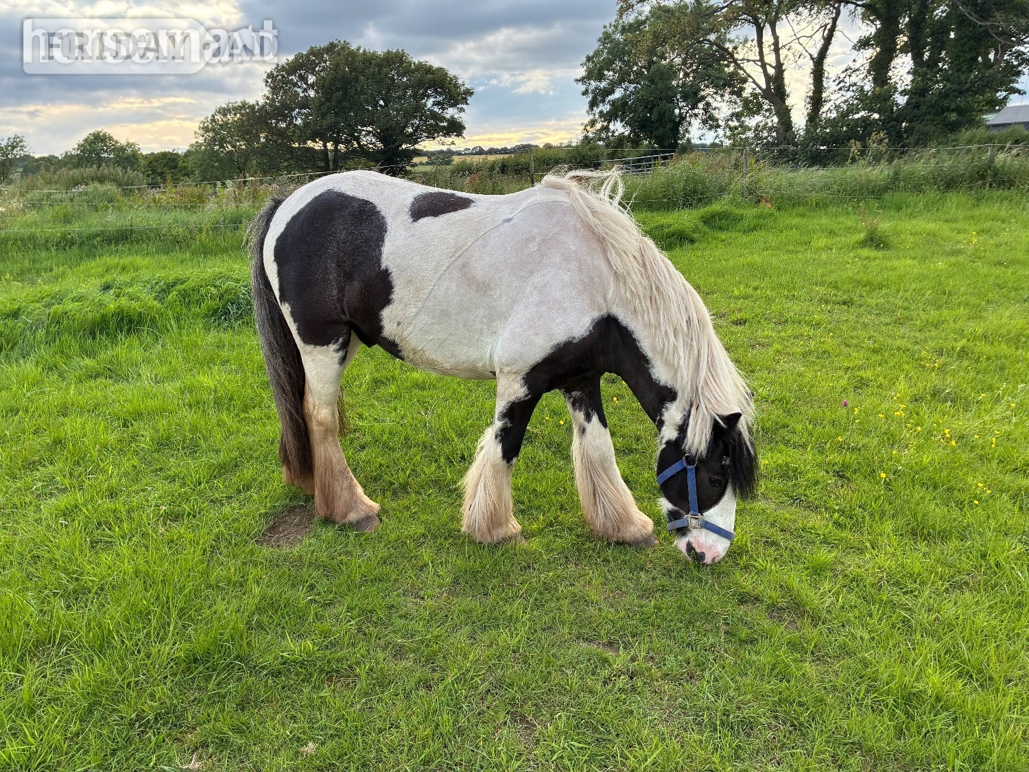 "Tommy " Piebald Gelding Pony Club Pony - Horses