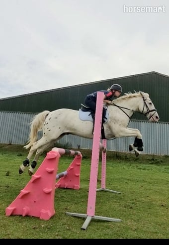 "Davie" Spotted Gelding All Rounder