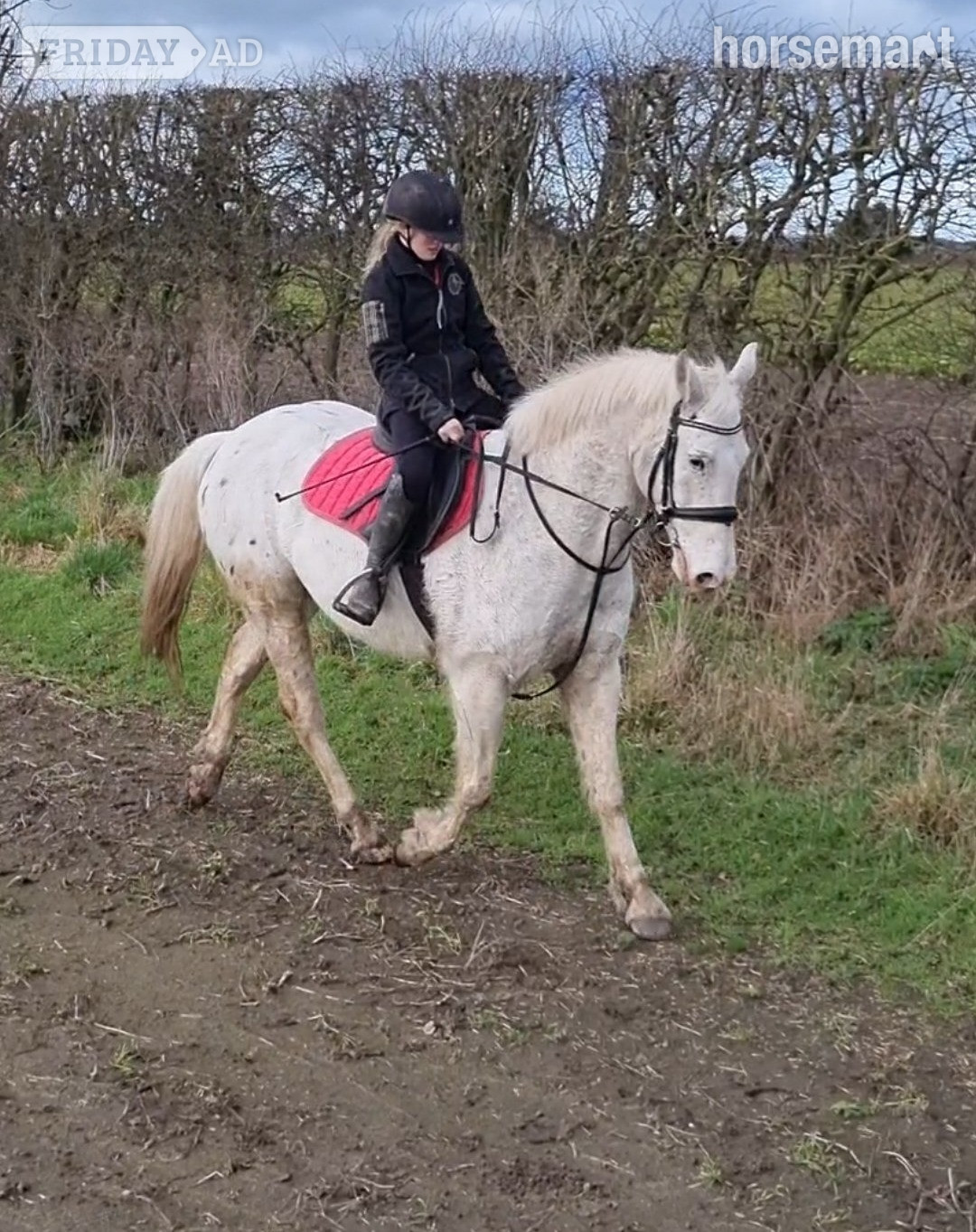 Raskelf "Davie" Spotted Gelding All Rounder