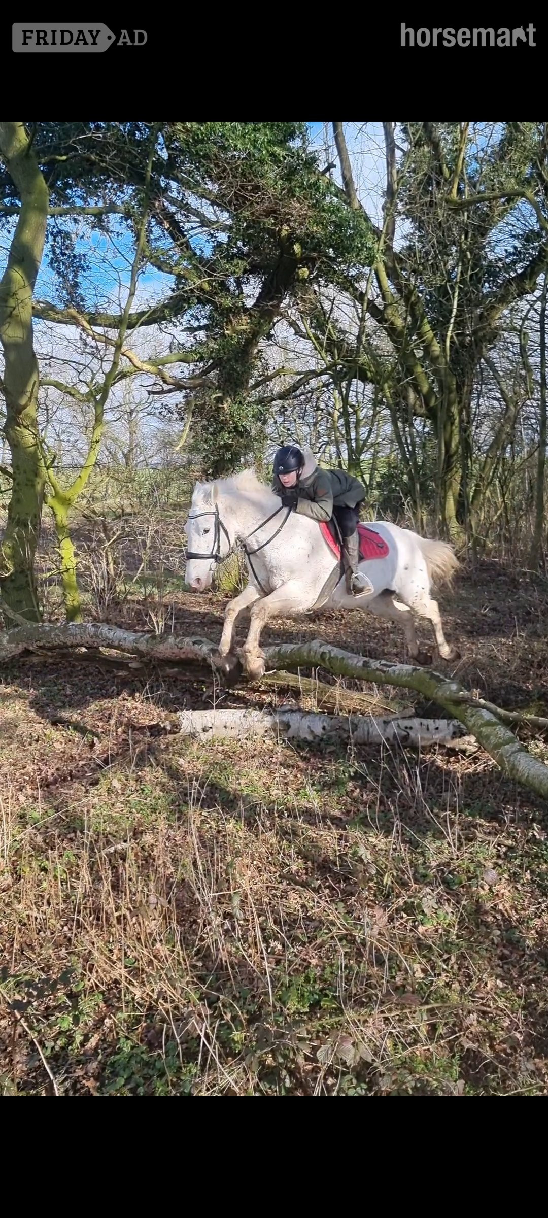 "Davie" Spotted Gelding All Rounder - Horses in Raskelf