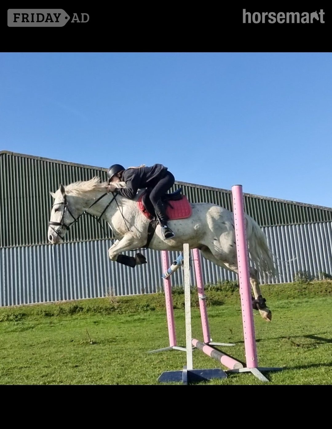 "Davie" Spotted Gelding All Rounder - Horses