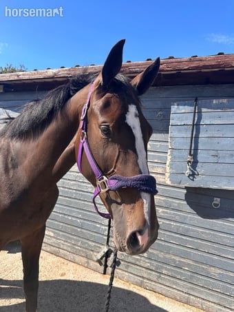 "GIF EDI" Bay Mare All Rounder