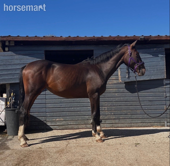 "GIF EDI" Bay Mare All Rounder
