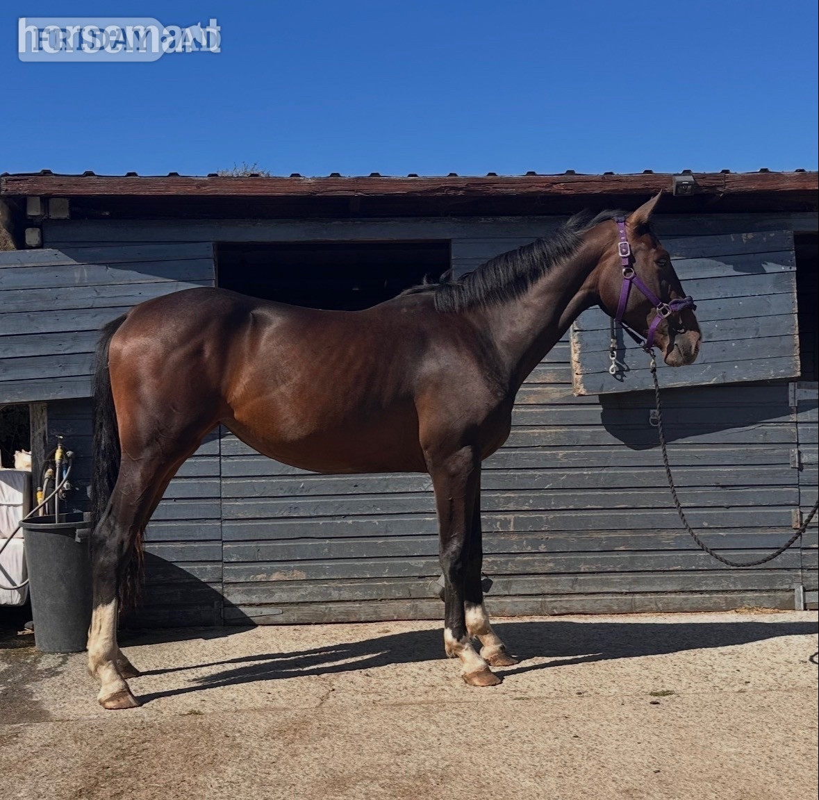 "GIF EDI" Bay Mare All Rounder