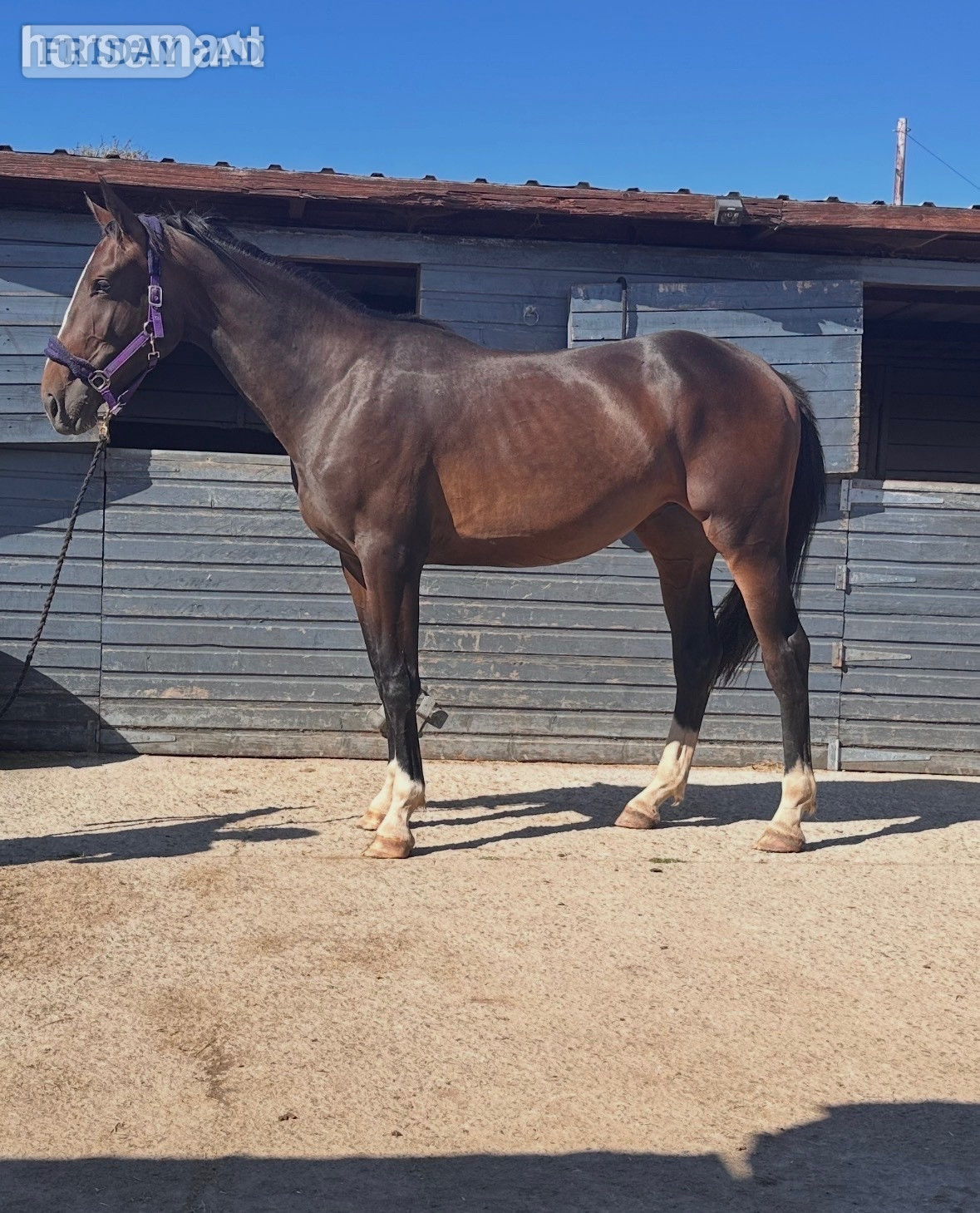 Trearddur Bay "GIF EDI" Bay Mare All Rounder