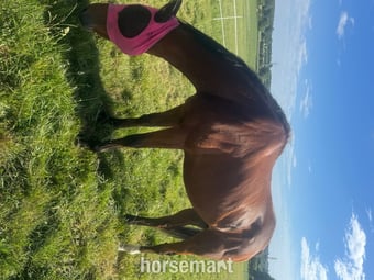 " Faustinovick ‘Victor’" Bay Gelding All Rounder