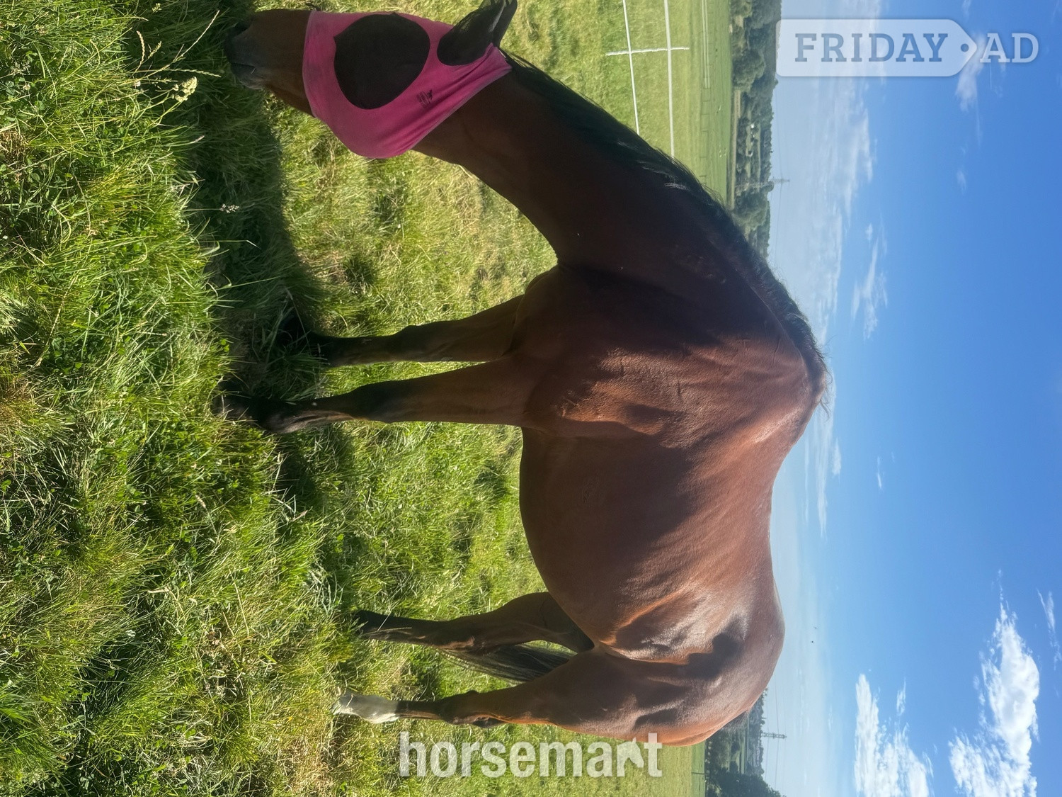 " Faustinovick ‘Victor’" Bay Gelding All Rounder in Padbury