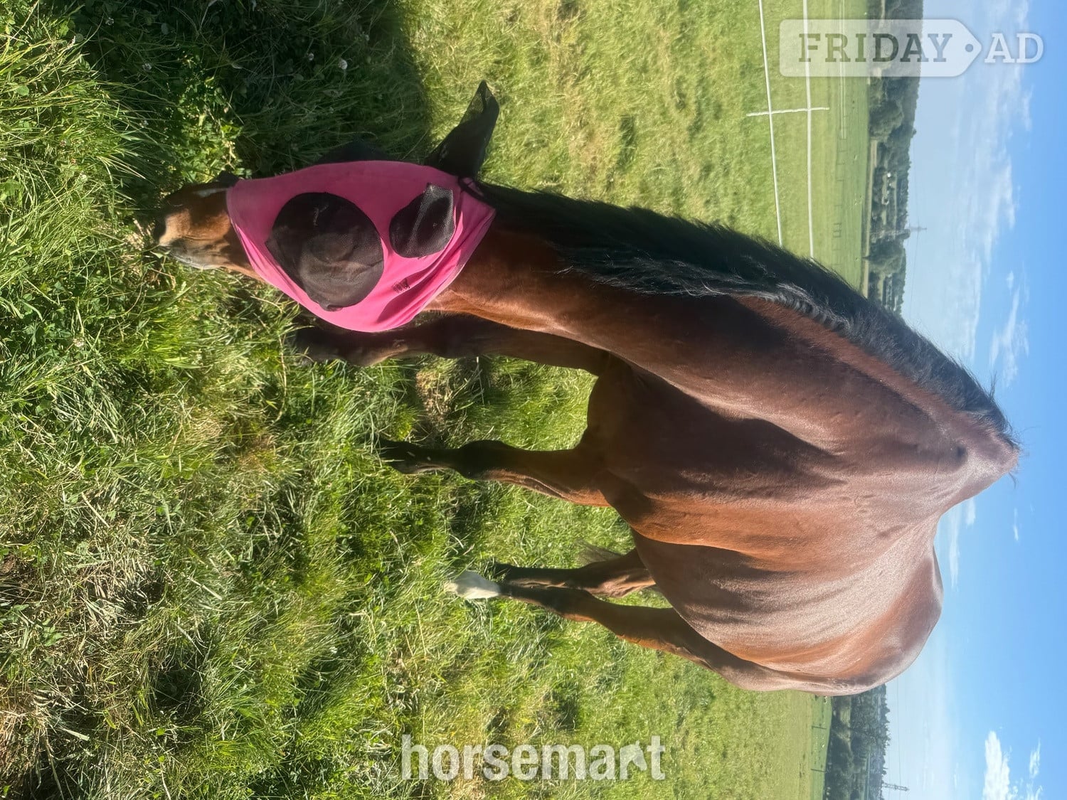 " Faustinovick ‘Victor’" Bay Gelding All Rounder