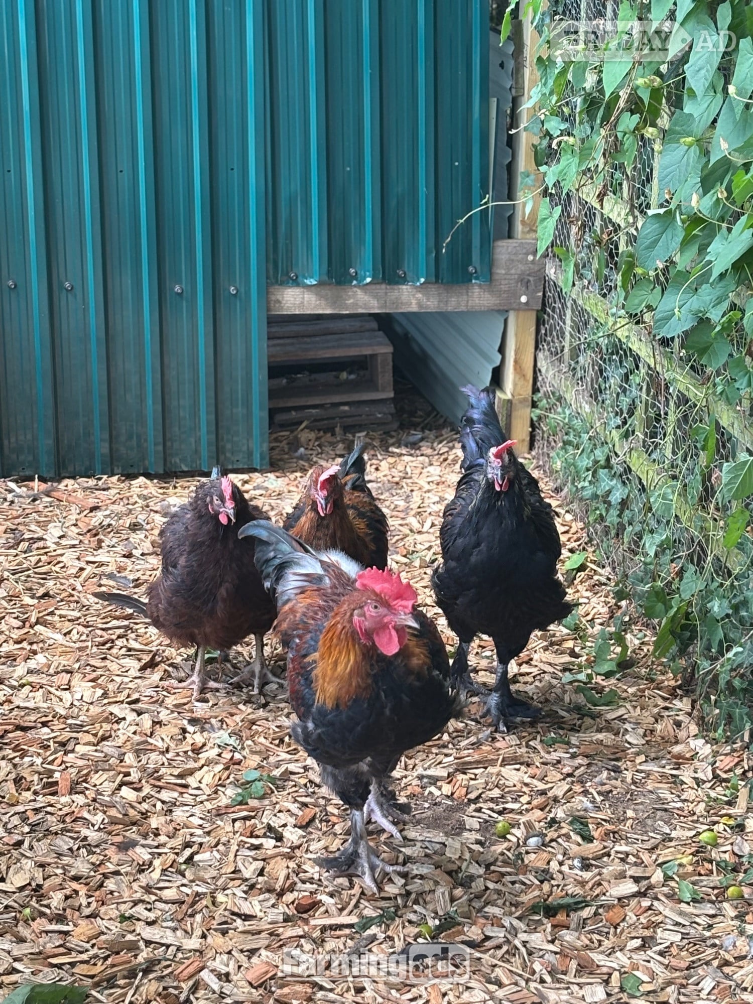 RARE BREED cockerels for sale (look at description for more) in Lower Broadheath