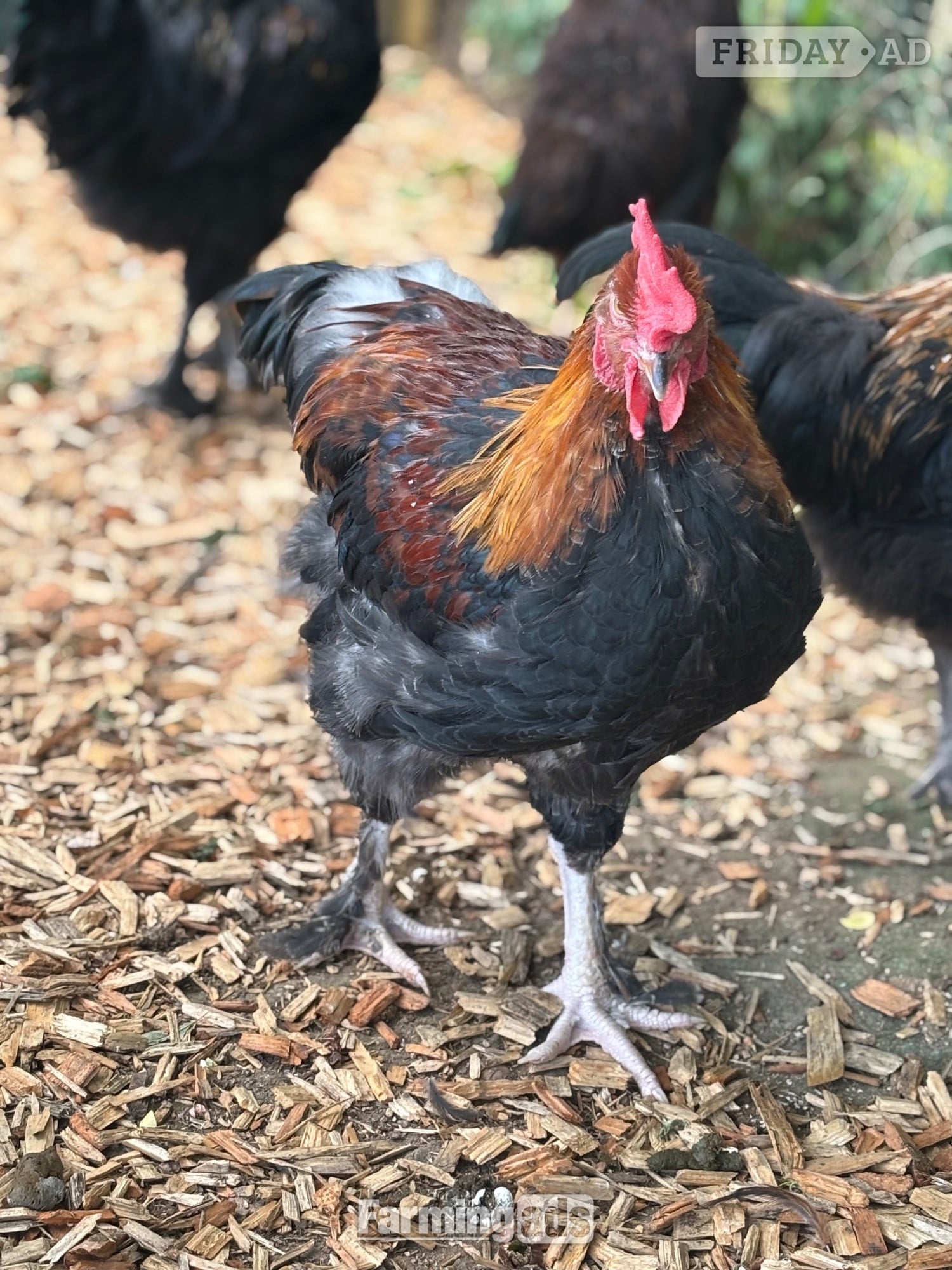 Lower Broadheath RARE BREED cockerels for sale (look at description for more)