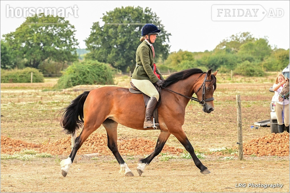"Haylemma lady’s future" Bay Mare All Rounder in Chichester