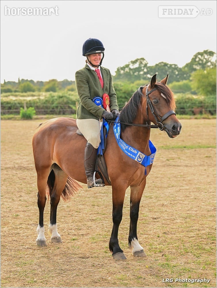 "Haylemma lady’s future" Bay Mare All Rounder