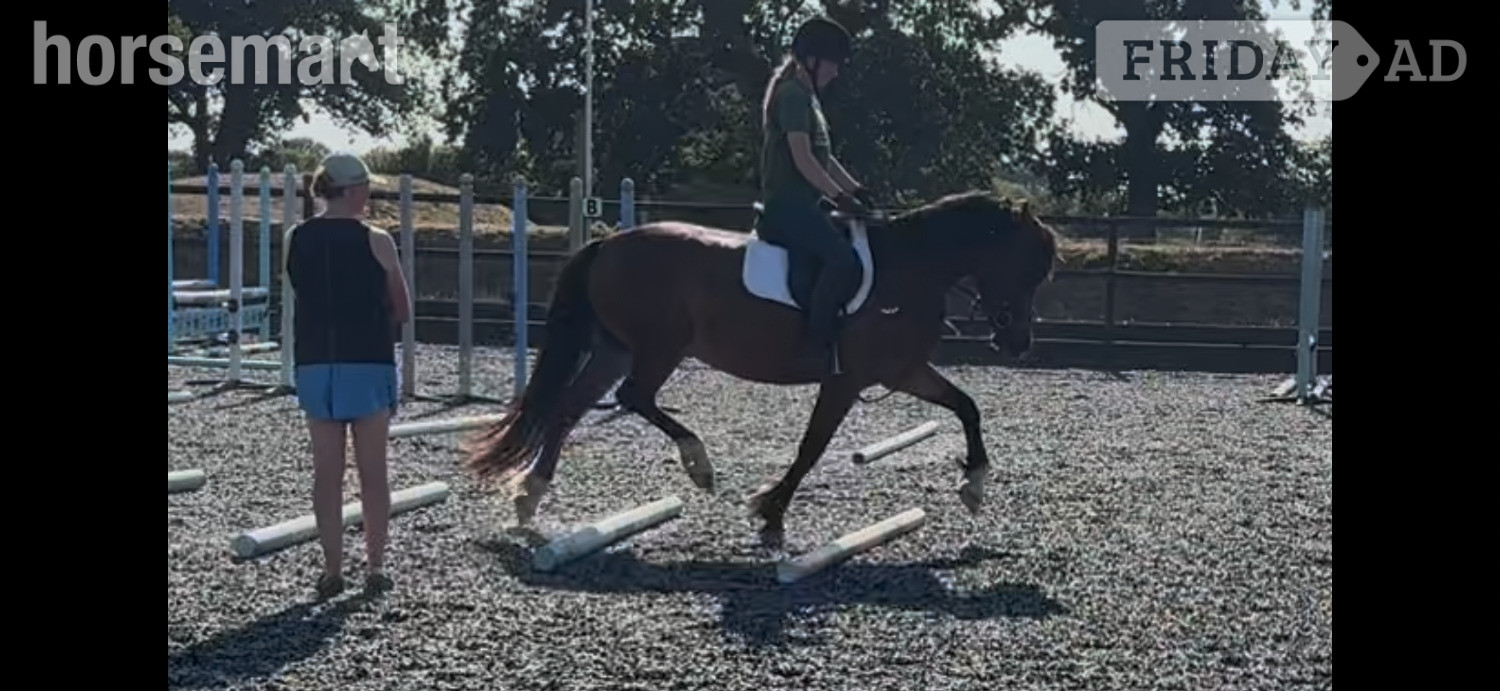 Chichester "Haylemma lady’s future" Bay Mare All Rounder
