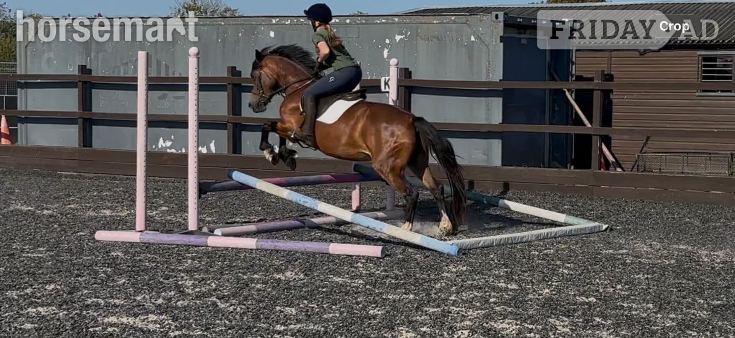 "Haylemma lady’s future" Bay Mare All Rounder - Horses in Chichester