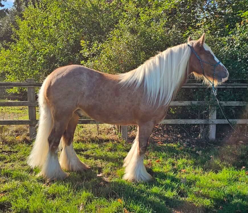 "Floyd" Silver Dun Gelding Cob/Heavy Horse in Leamington Spa